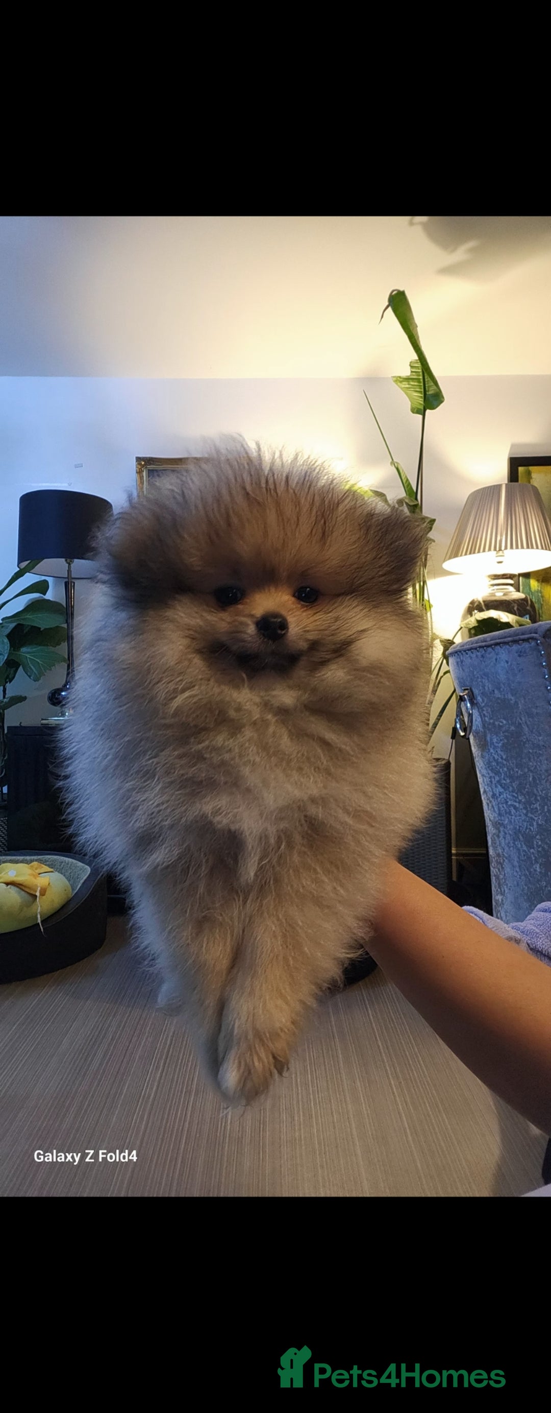 Pomeranian dogs for sale: Tiny Fluff-Balls looking for Forever Homes - Advert 2