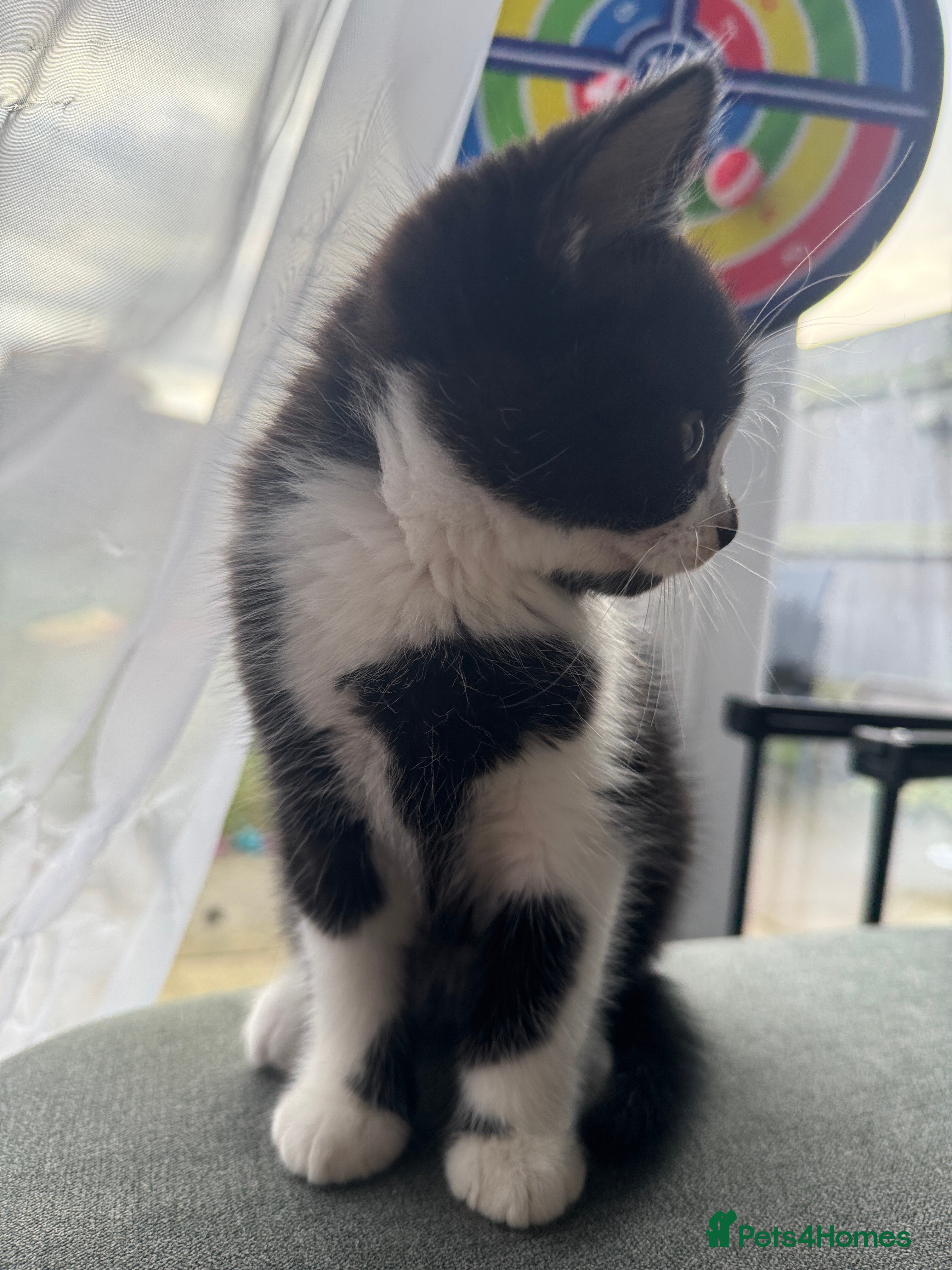 British Shorthair cats 1 Male Left Playful British Shorthair Kittens  - Advert 5