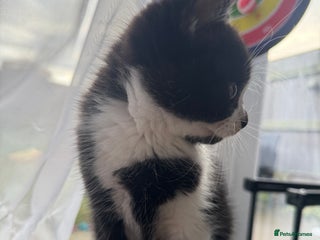 British Shorthair cats 1 Male Left Playful British Shorthair Kittens - Advert 2