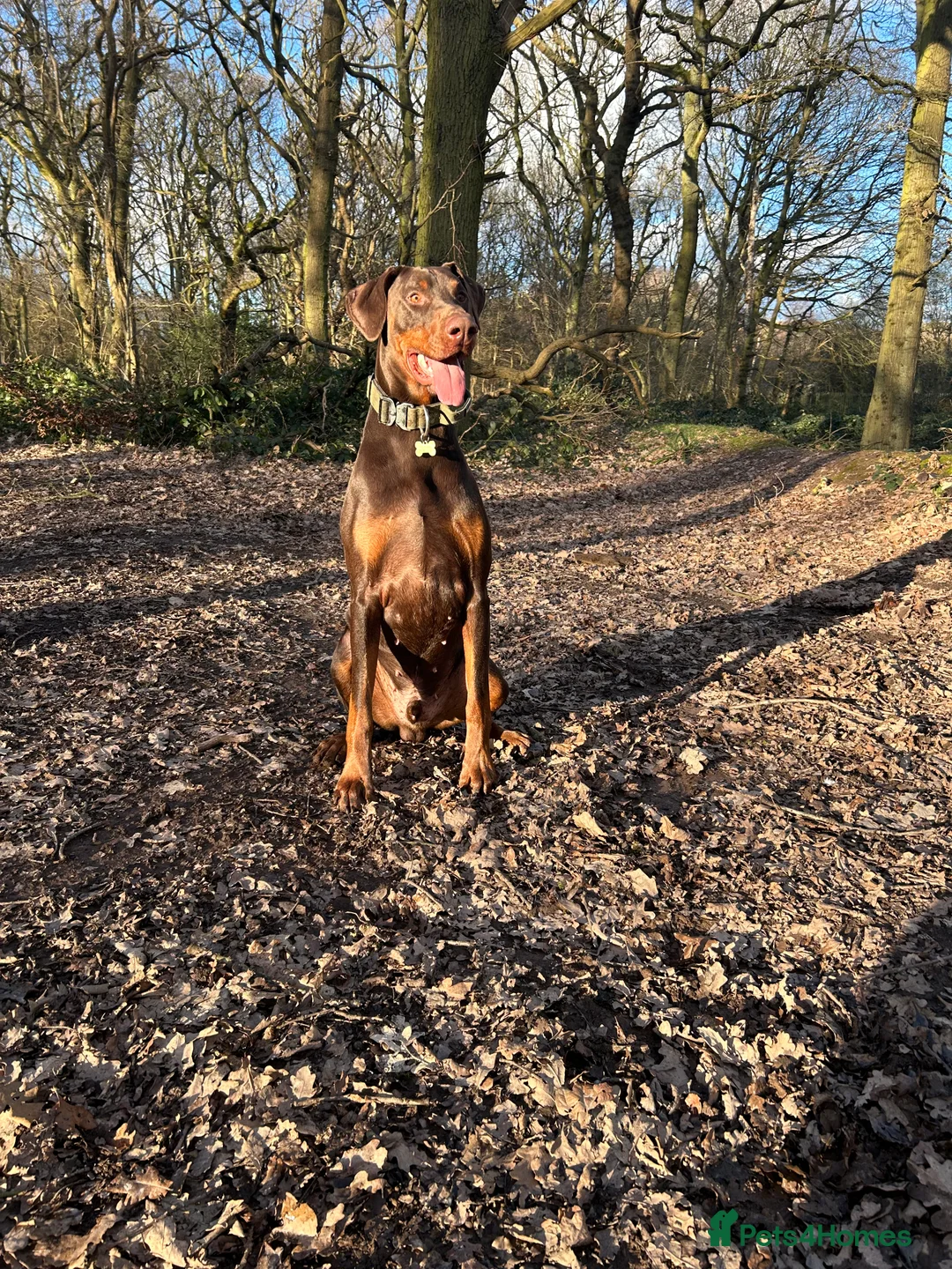 Dobermann dogs for stud: Doberman STUD available  - Advert 2