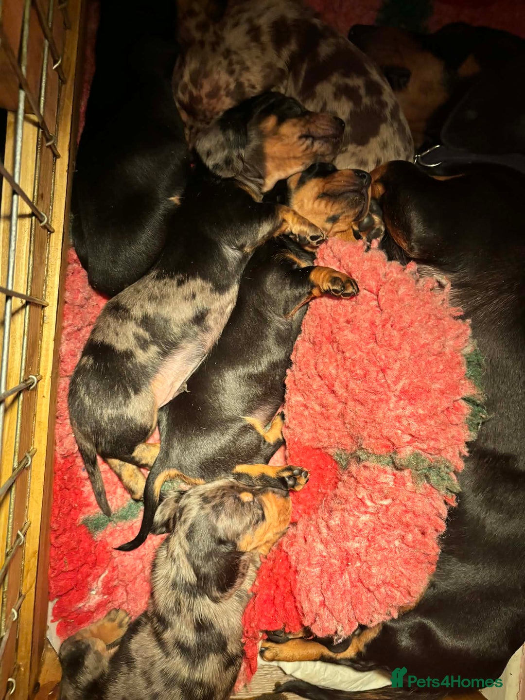 Dachshund dogs for sale: beautiful litter of five dachshund puppies - Advert 9