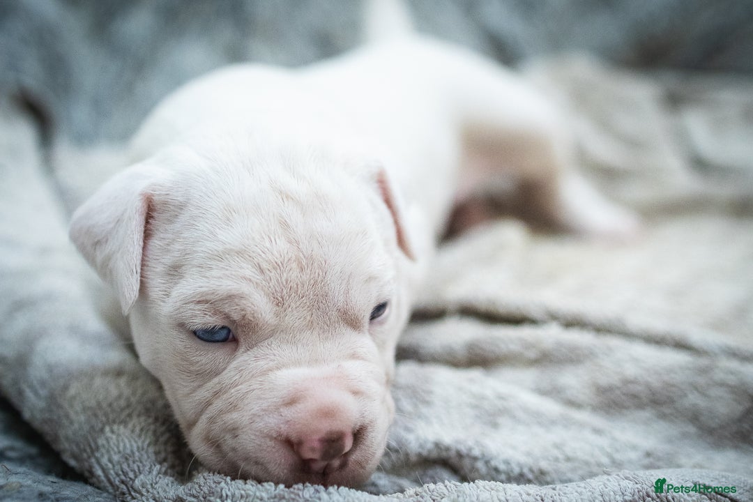 American Bull Staffy dogs for sale: American Staffordshire Bull Terriers - Image 9