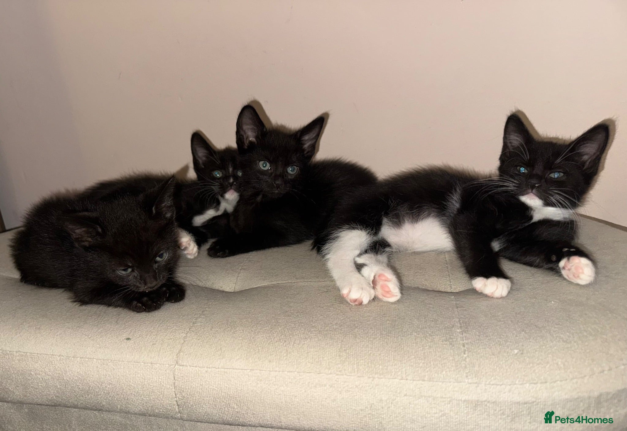 Mixed Breed cats Kittens READY! Sphynx cross - Advert 7