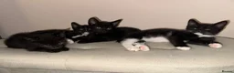 Mixed Breed cats for sale: Kittens READY! Sphynx cross - Advert 1