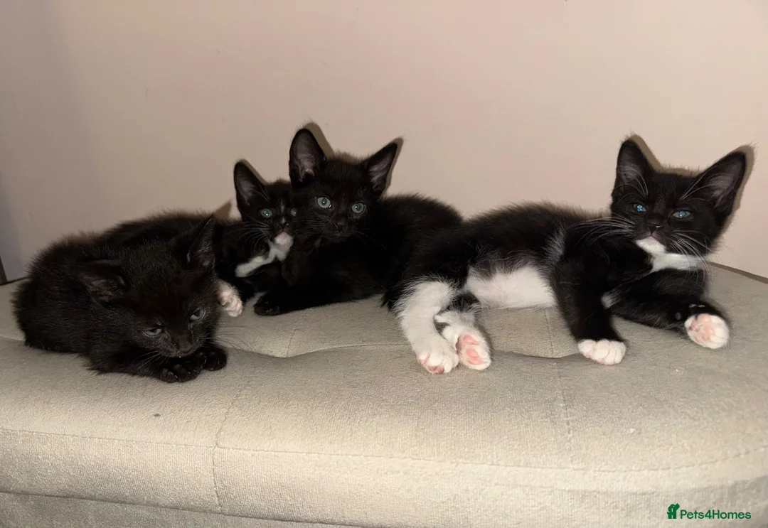 Mixed Breed cats for sale: Kittens READY! Sphynx cross - Advert 1
