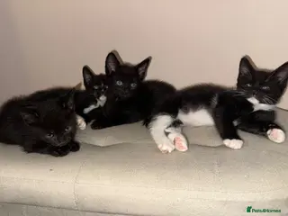 Mixed Breed cats Kittens READY! Sphynx cross - Advert 7