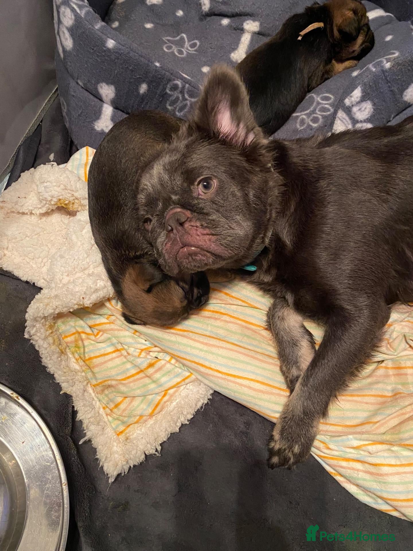 Mixed Breed dogs for sale: Gorgeous Fluffy Frenchy and Border Terrier mixed  - Advert 3