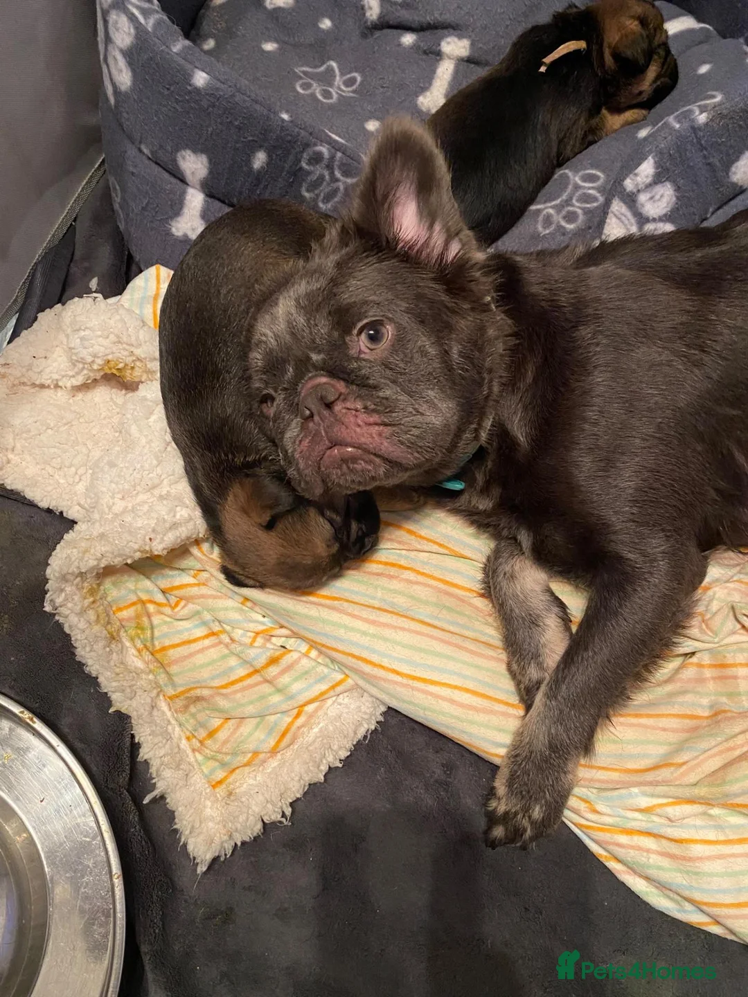 Mixed Breed dogs for sale: Gorgeous Fluffy Frenchy and Border Terrier mixed  - Advert 1