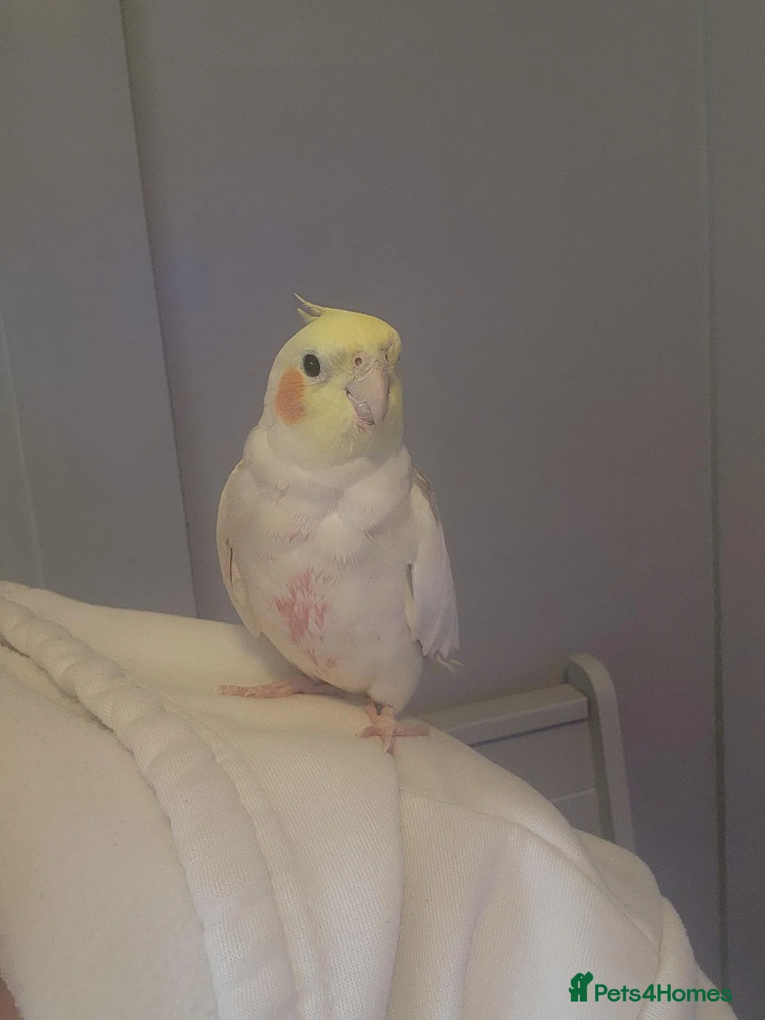 Cockatiels birds for sale: Male Cockatiel - Advert 2