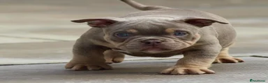 American Bully 5