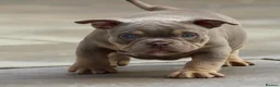 American Bully dogs for sale: American bully’s for sale  - Advert 5