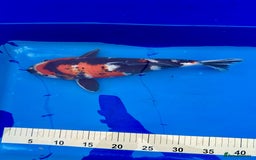 Koi Carp fish for sale: Pond Clearance - Image 13