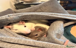 Rat rodents for sale: 2 female rats with whole enclosure and accessories - Advert 4