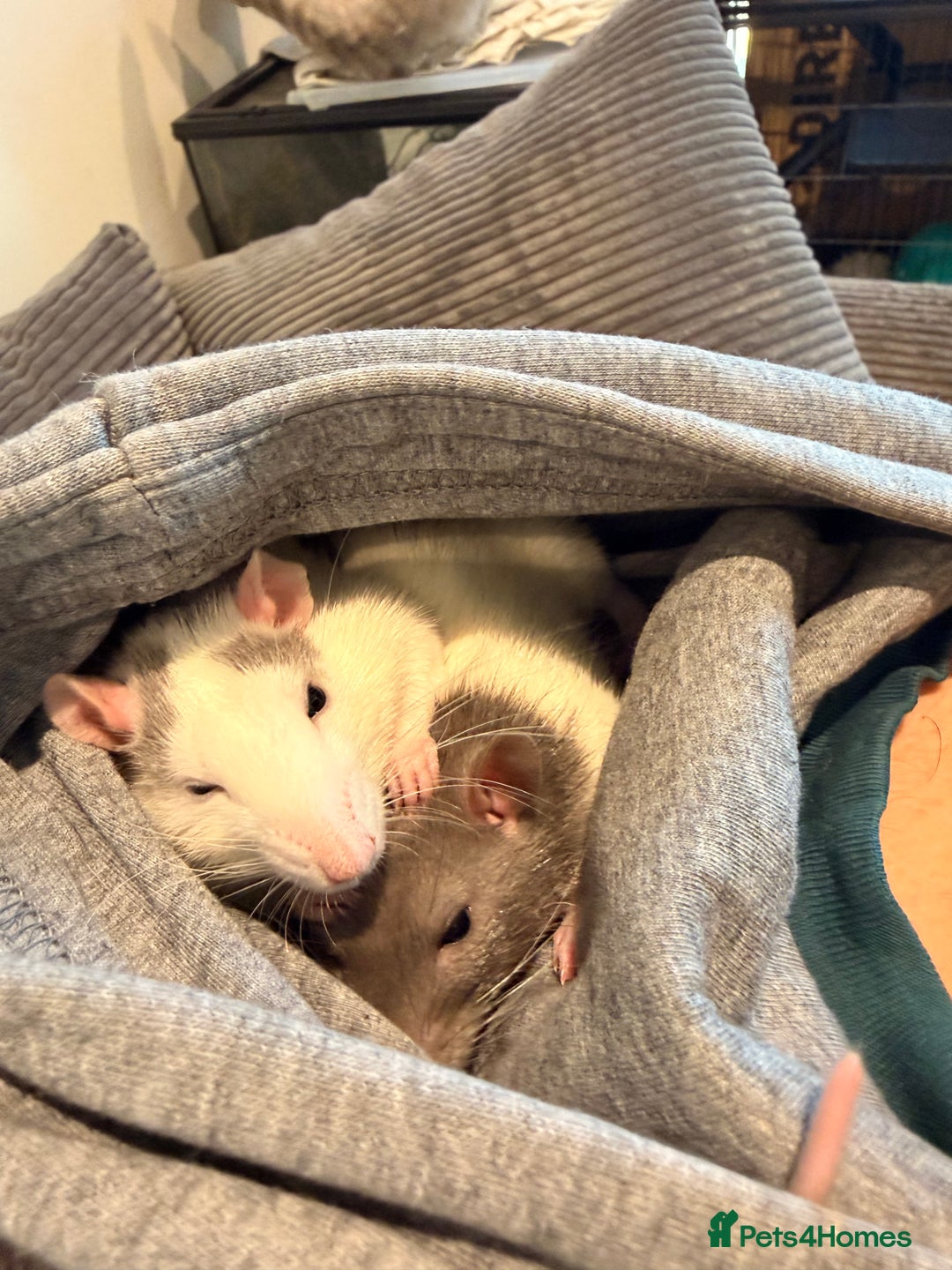 Rat rodents for sale: 2 female rats with whole enclosure and accessories - Advert 4