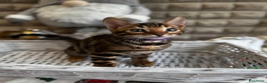 Bengal Kitten 2
