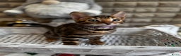 Bengal cats for sale: Enchanting Bengal Kittens - Advert 4