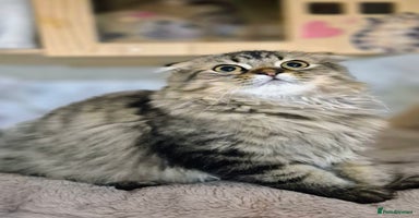 Scottish Fold cats - Advert 3