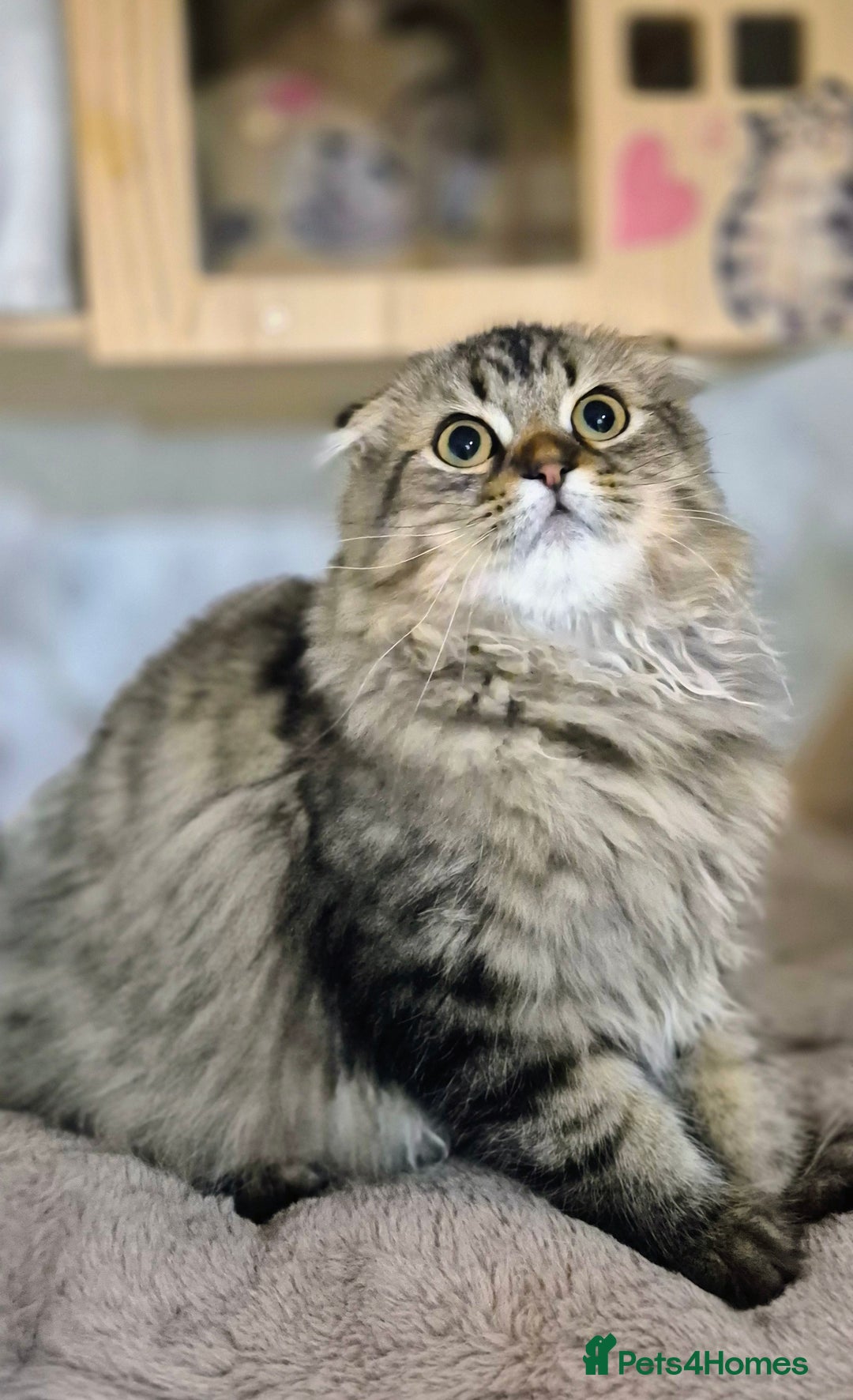 Scottish Fold cats for sale: 2 boys left! TICA registered Scottish Fold - Image 3