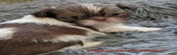 Shih Tzu dogs for sale: Clan of beautiful Shih tzu Toebeans  - Advert 8