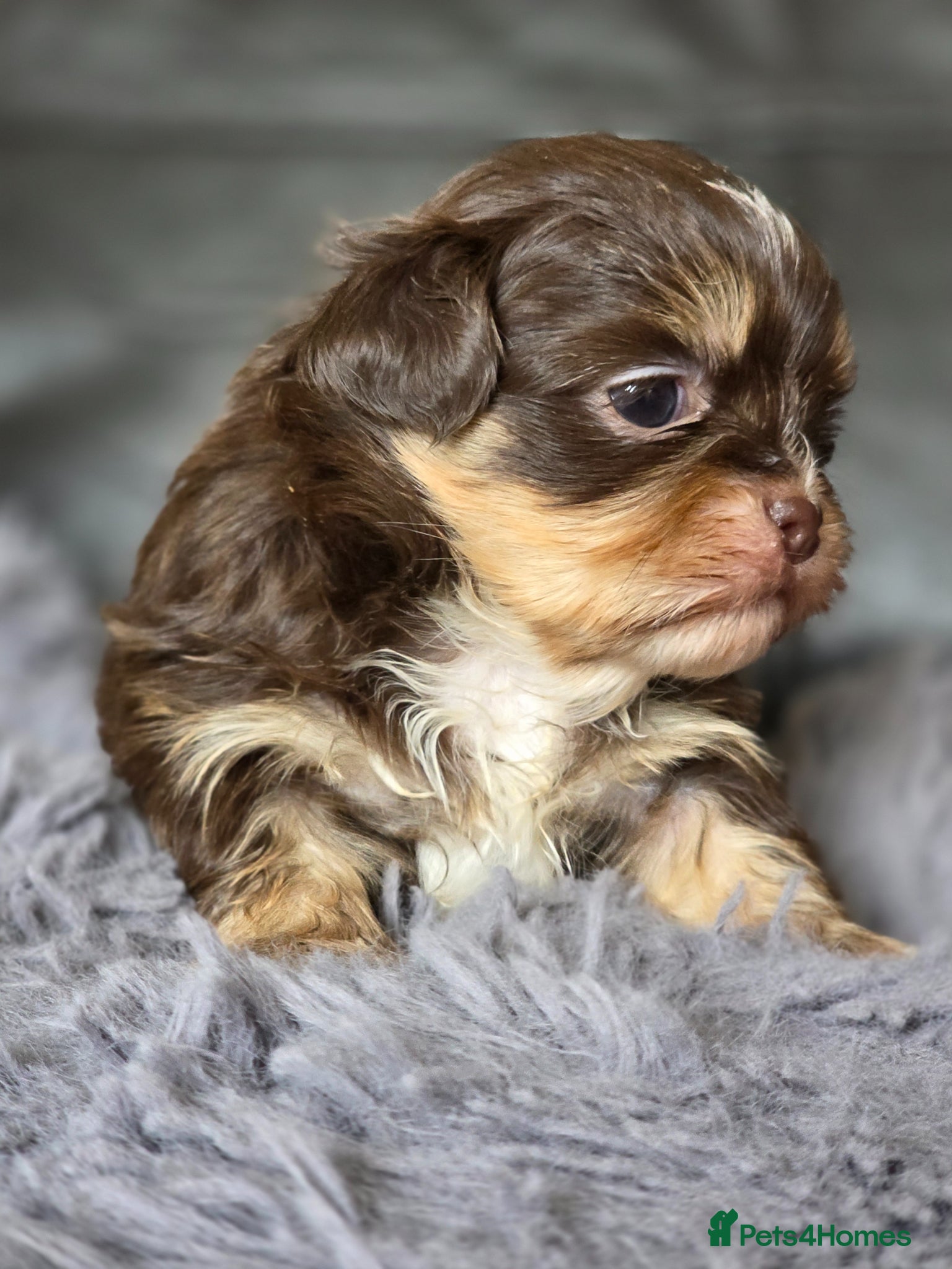 Shih Tzu dogs Stunning KC Reg imperial shih tzu puppies - Advert 1