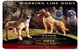 Belgian Shepherd Dog dogs for sale: PuppiesDWKC registered Working Line,Tested Parents - Image 1