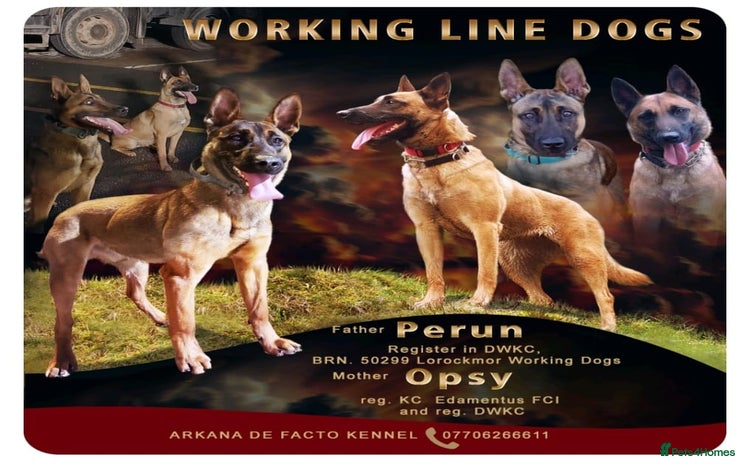 Belgian Shepherd Dog dogs - Advert 12