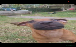 Rhodesian Ridgeback dogs for sale: KC reg chunky handsome pups - Image 31