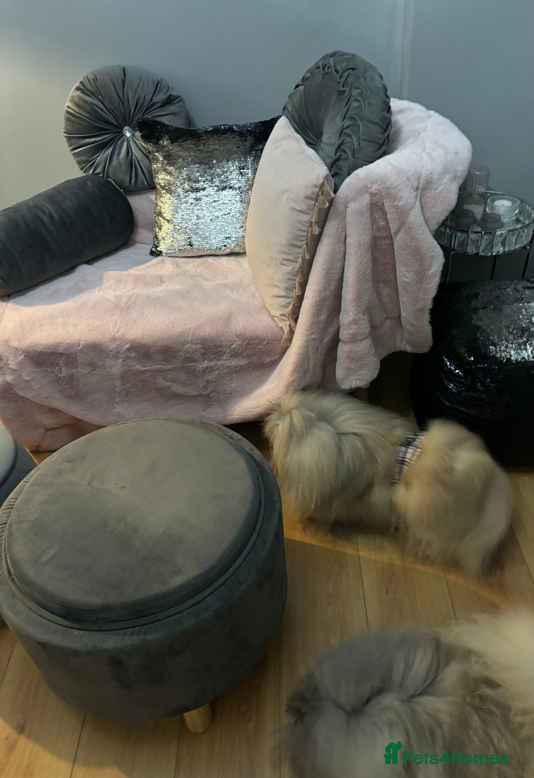 Pekingese dogs for stud: Kc registered Pekingese for stud duties in Truro - Image 3