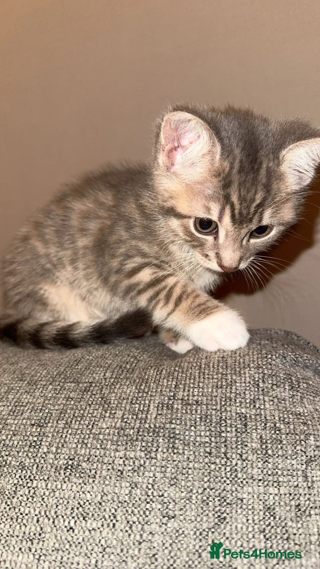 Mixed Breed cats for sale: Beautiful Kittens Ready for Their Forever Homes - Advert 17