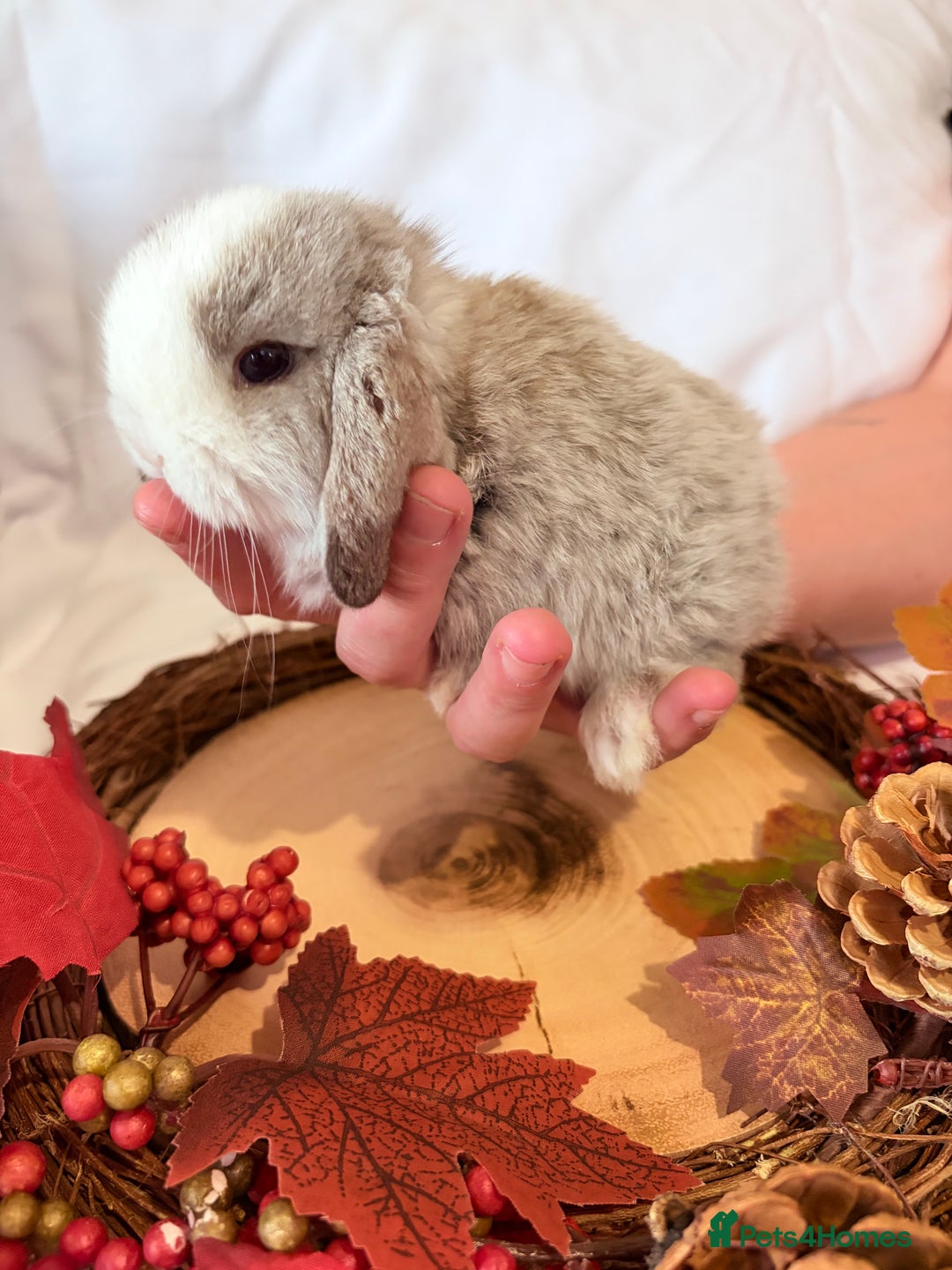 Mini Lop rabbits for sale: Gorgeous Pure Bred Mini Lops 💛 | RESERVE NOW 🐰 - Image 7