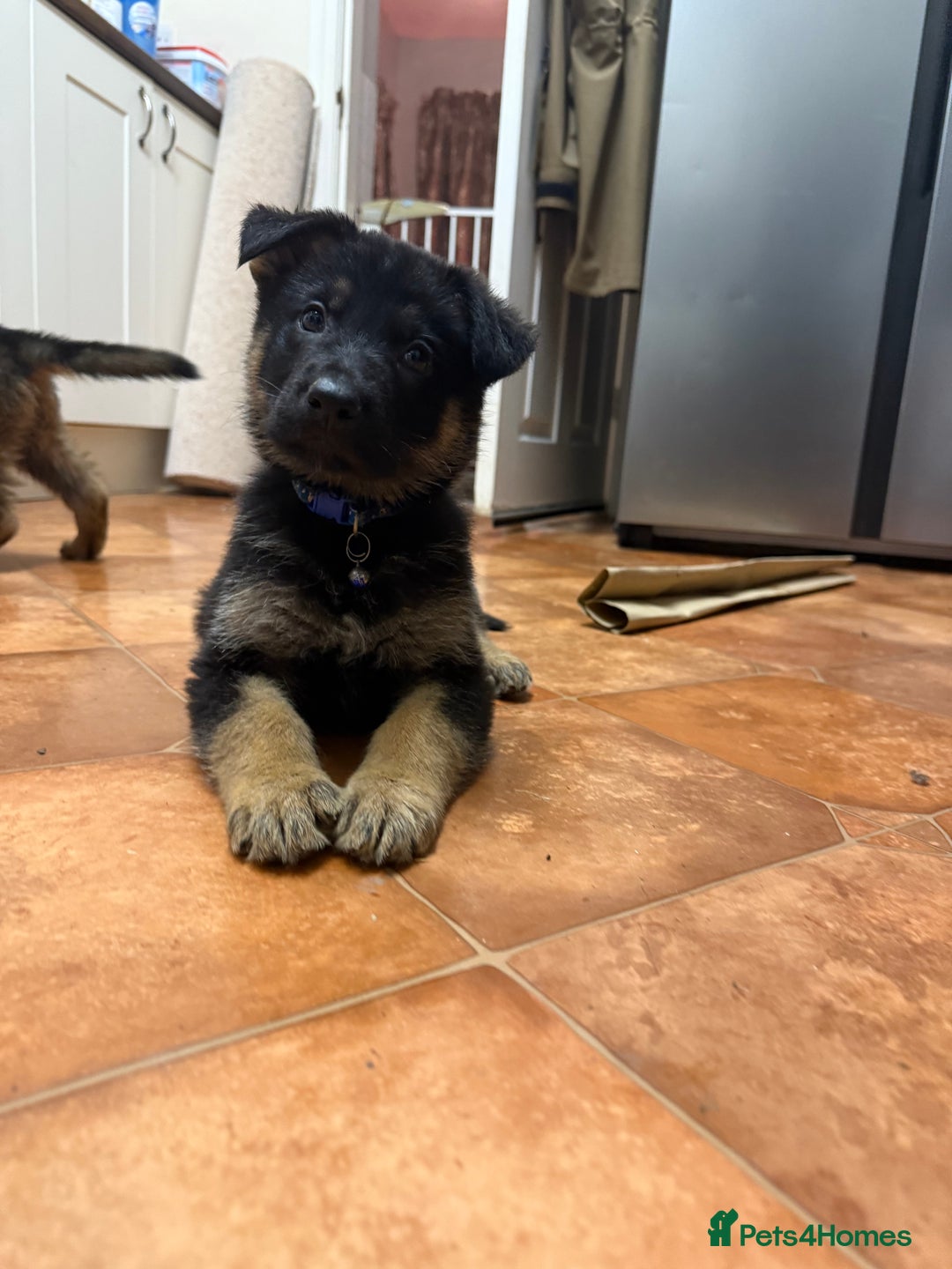 German Shepherd dogs for sale: KC Registered & Bred From Health Tested Parents  - Advert 5