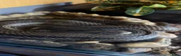Rat Snake reptiles for sale: 4 Lined Rat Snake Male - Advert 8