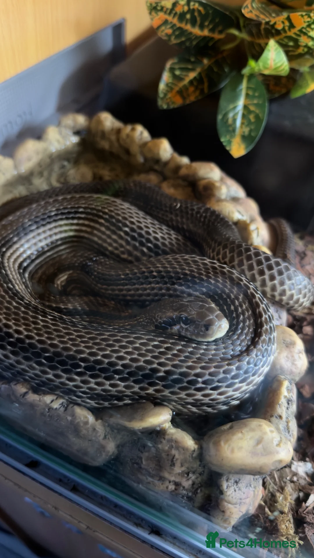 Rat Snake reptiles for sale: 4 Lined Rat Snake Male - Advert 8