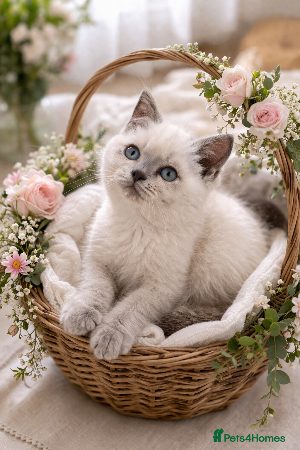 British Shorthair cats Stunning Lilac Point And Chocolate 8 Week Old  - Advert 1