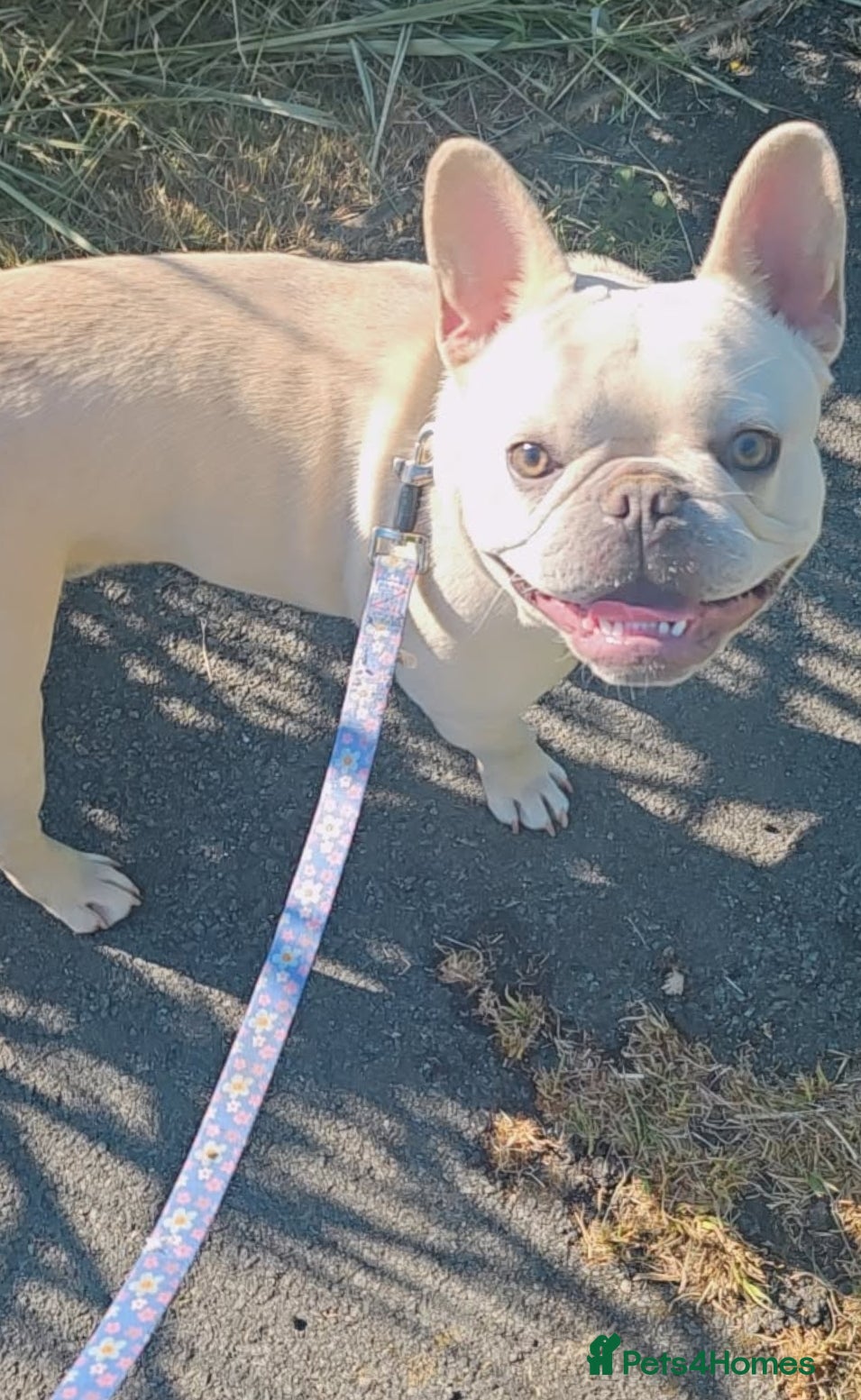 French Bulldog dogs Remus ❤️  - Advert 6