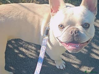 French Bulldog dogs Remus ❤️ - Advert 1