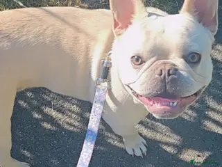 French Bulldog dogs Remus ❤️ - Advert 22