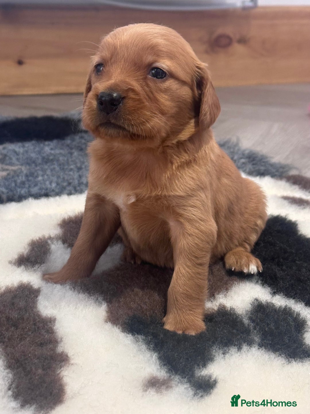 Golden Retriever dogs for sale: Fully health tested kennel club registered puppies - Image 14