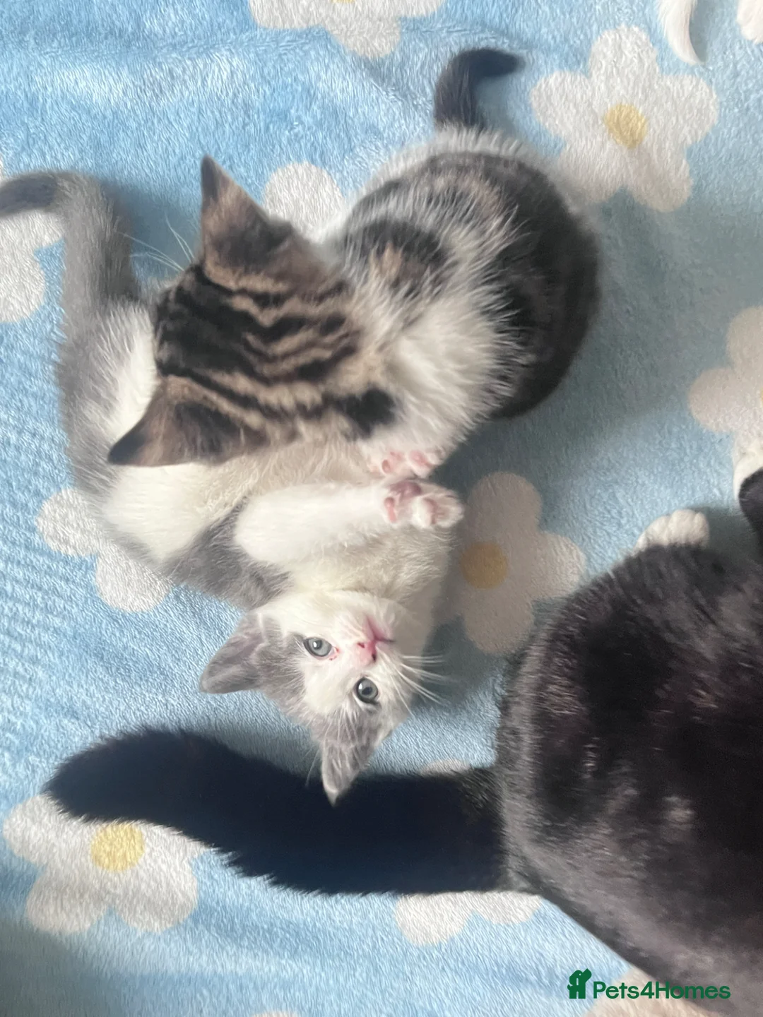Mixed Breed cats for sale:     Cute Kittens Available – Loving Homes Wanted in Nottingham - Advert 8