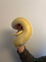 Python Snake reptiles - Advert 1