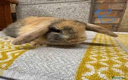 Mini Lop rabbits for sale: Mini Lop Rabbits For Sale  - Advert 12