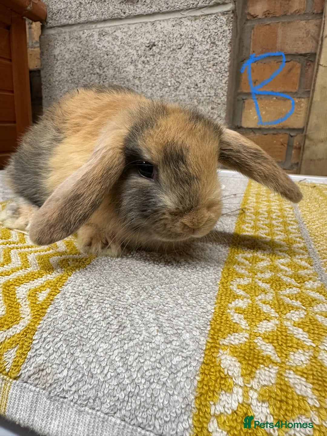 Mini Lop rabbits for sale: Mini Lop Rabbits For Sale  - Advert 12