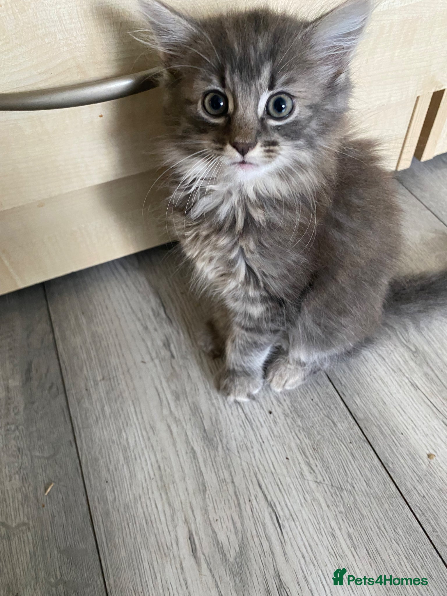 Mixed Breed cats 3 gorgeous kittens available *1 left* - Advert 11