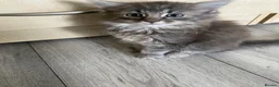 Mixed Breed cats for sale: 3 gorgeous kittens available *1 left* - Advert 1