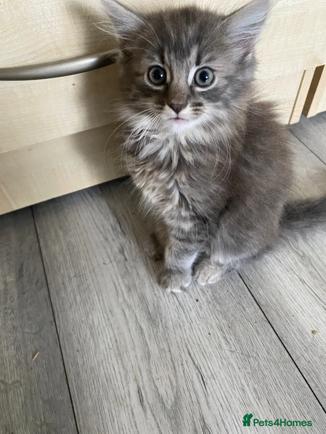 Mixed Breed cats for sale: 3 gorgeous kittens available *1 left* - Advert 1