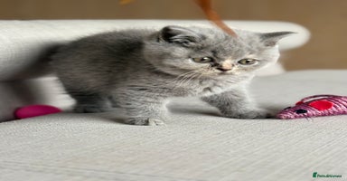 British Shorthair cats - Advert 14