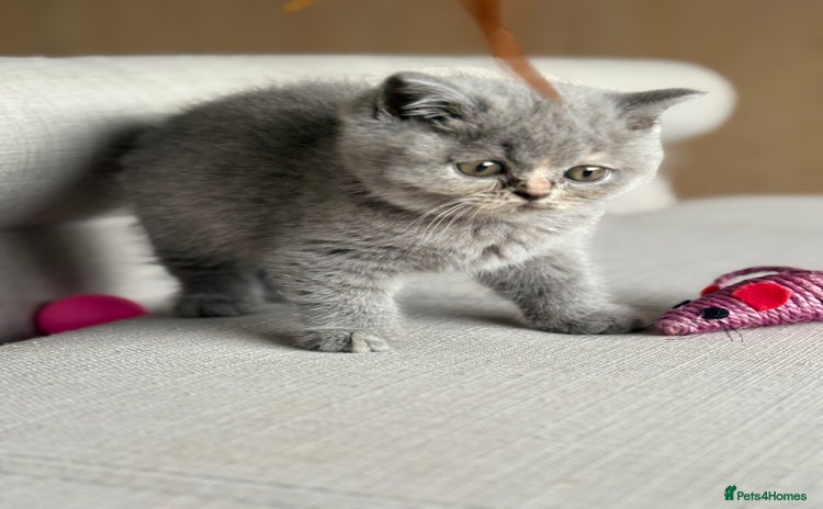 British Shorthair cats - Advert 2