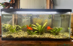 Goldfish fish for sale: Goldfish and tank set up  - Image 1