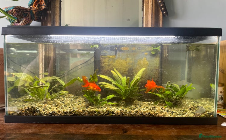 Goldfish fish - Advert 1