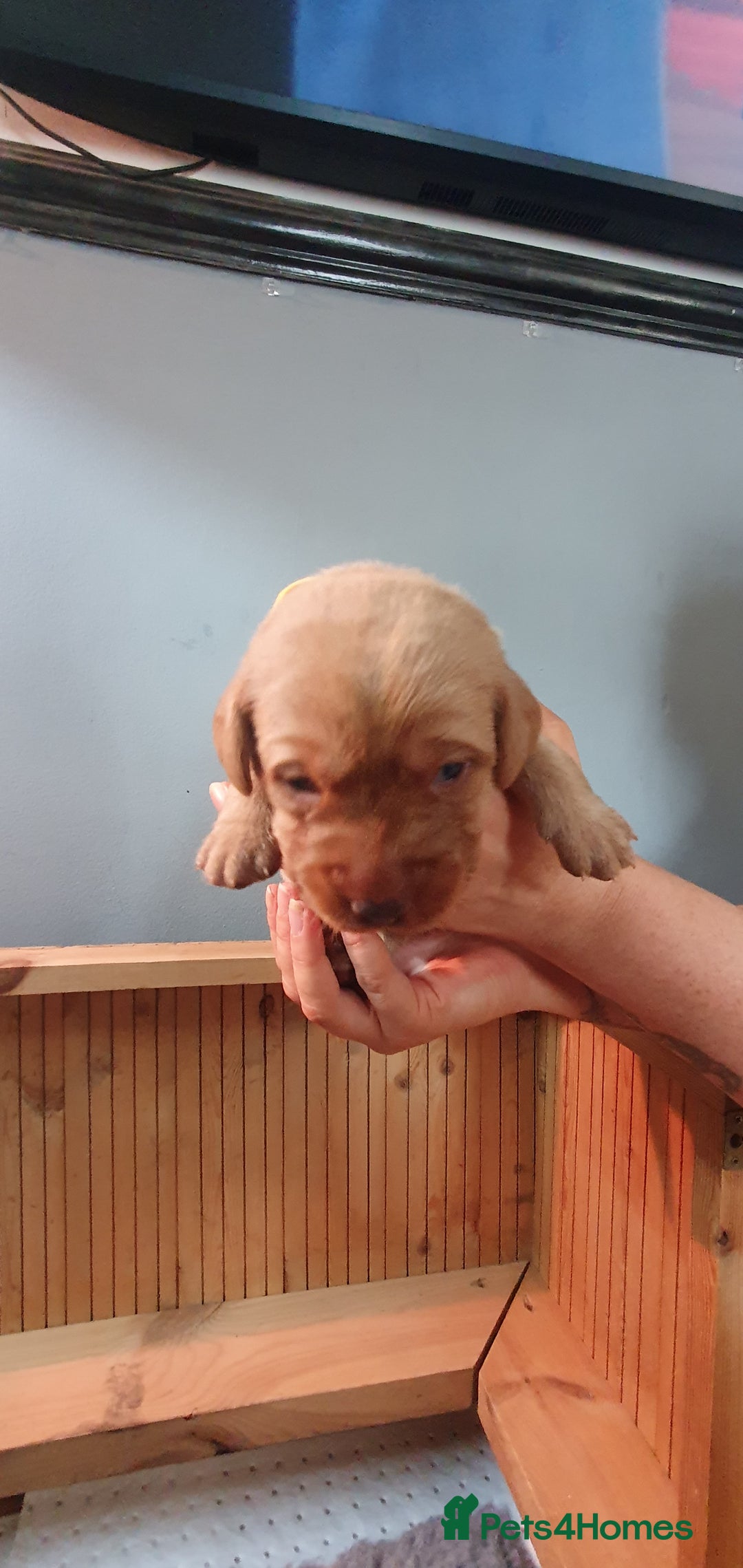 Labrador Retriever dogs for sale: Fox red Labrador - Image 6